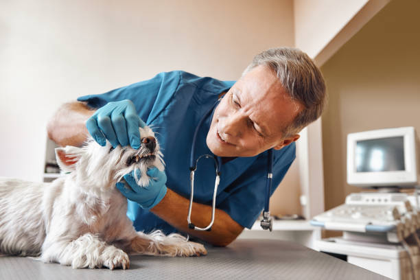  Miami Lakes, FL Emergency Dentist Pros